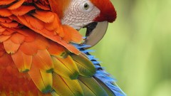 Birds Parrots Scarlet Macaws