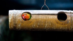 Birds Parrots Tokyo Holes hanging