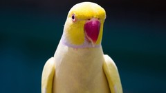Birds Parrots Yellow Indian Ringneck