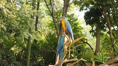 Birds Parrots zoo