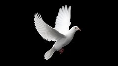 Birds peace doves