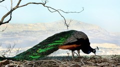 Birds Peacocks