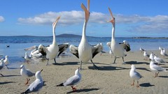 Birds Pelicans Beaches seagulls