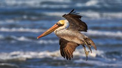 Birds Pelicans blurred background