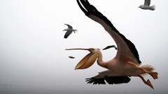 Birds Pelicans national geographic