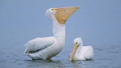 Birds Pelicans pair