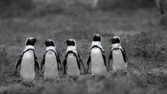 Birds Penguins