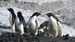 Birds Penguins