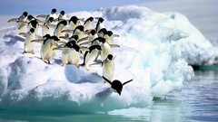 Birds Penguins Antarctica