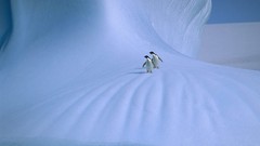 Birds Penguins Antarctica