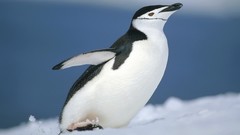 Birds Penguins Antarctica Chinstrap Penguins
