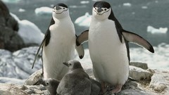 Birds Penguins Antarctica Chinstrap Penguins