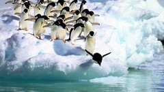 Birds Penguins Antarctica icebergs