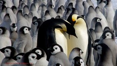 Birds Penguins baby birds