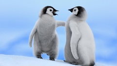 Birds Penguins baby birds