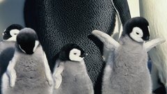 Birds Penguins baby birds