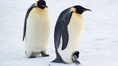 Birds Penguins baby birds