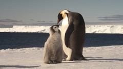 Birds Penguins baby birds