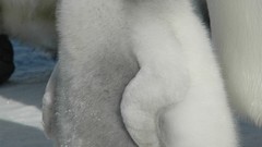 Birds Penguins baby birds