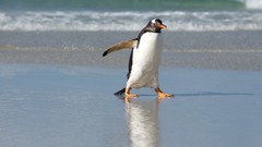 Birds Penguins Beaches