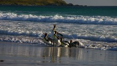 Birds Penguins Beaches waves