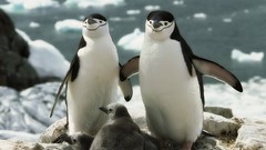 Birds Penguins Chinstrap Penguins