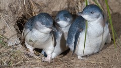 Birds Penguins family baby birds