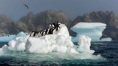 Birds Penguins icebergs