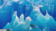 Birds Penguins icebergs snow landscapes