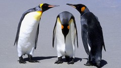 Birds Penguins Islands