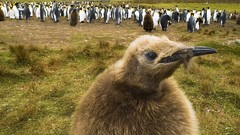 Birds Penguins Islands baby birds