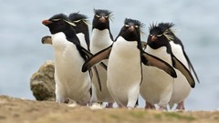 Birds Penguins Islands Rockhopper penguins