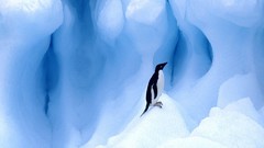 Birds Penguins Islands south