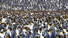 Birds Penguins king south georgia