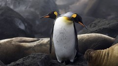Birds Penguins national geographic