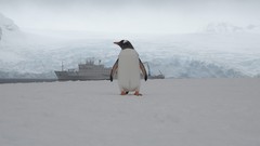 Birds Penguins national geographic