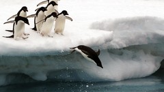 Birds Penguins national geographic