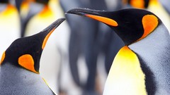 Birds Penguins national geographic