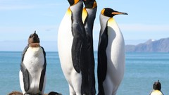 Birds Penguins national geographic