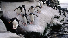 Birds Penguins Rockhopper penguins