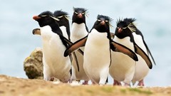 Birds Penguins Rockhopper penguins