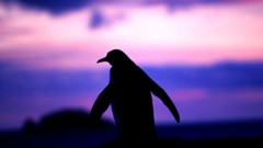 Birds Penguins silhouettes