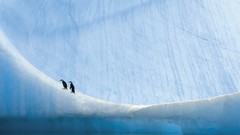 Birds Penguins snow landscapes