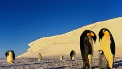 Birds Penguins snow landscapes baby birds