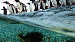 Birds Penguins split-view Chinstrap Penguins