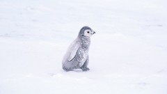 Birds Penguins white background baby birds