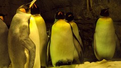 Birds Penguins wildlife