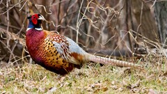 Birds pheasant