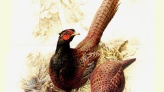 Birds pheasant artwork