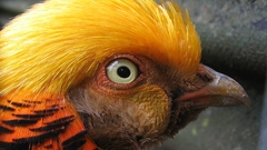 Birds pheasant golden pheasant